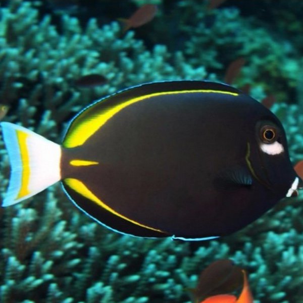 جراح گونه سفید