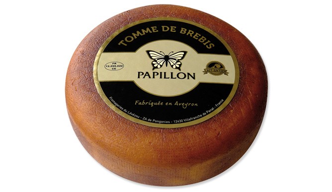 Tomme of sheep butterfly